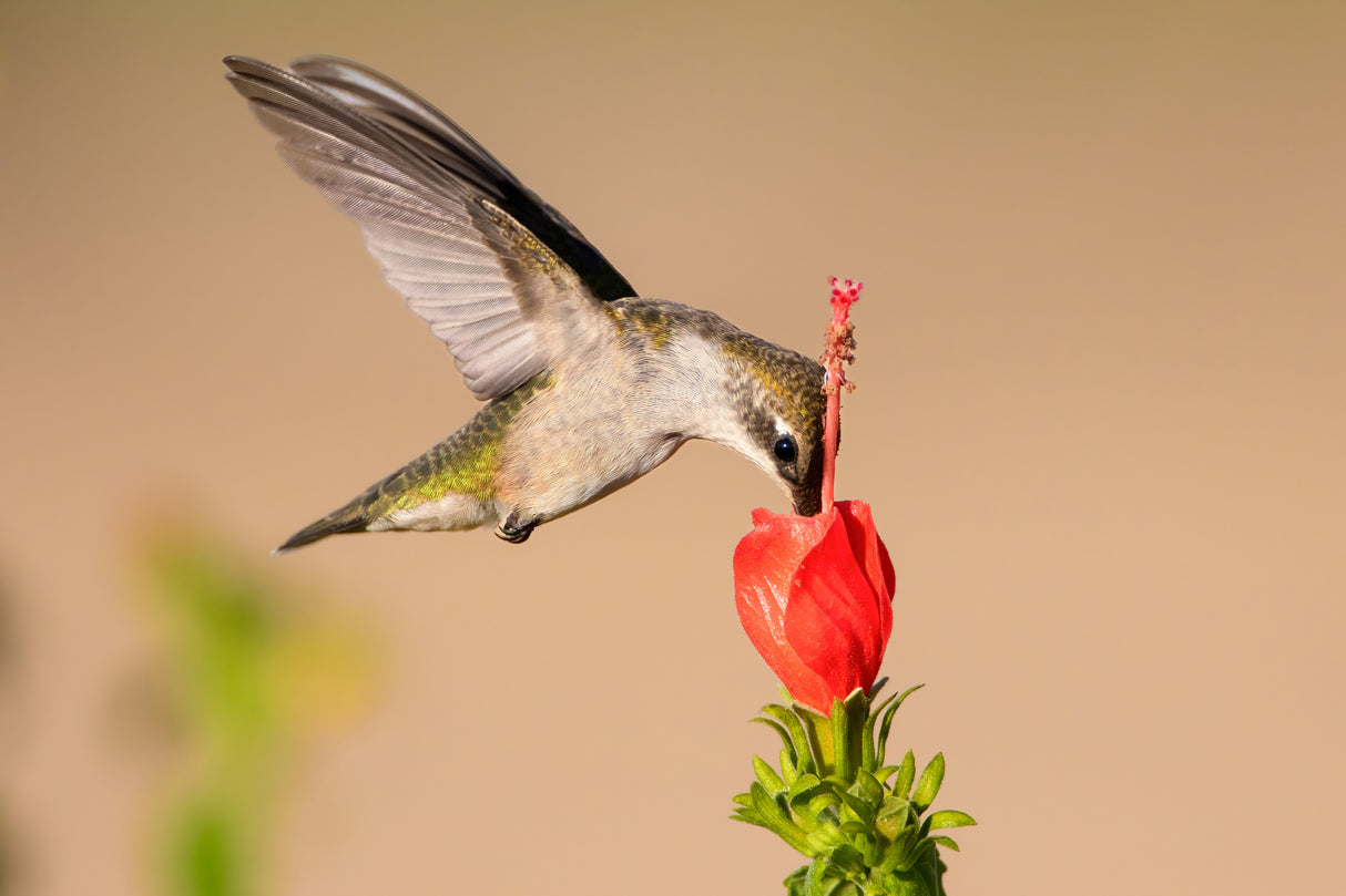 Hummingbird and Flower Poster och Canvastavla