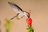 Hummingbird and Flower Poster och Canvastavla
