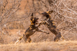 Wild Dogs at Play Poster och Canvastavla