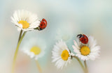 Springtime.... Poster och Canvastavla