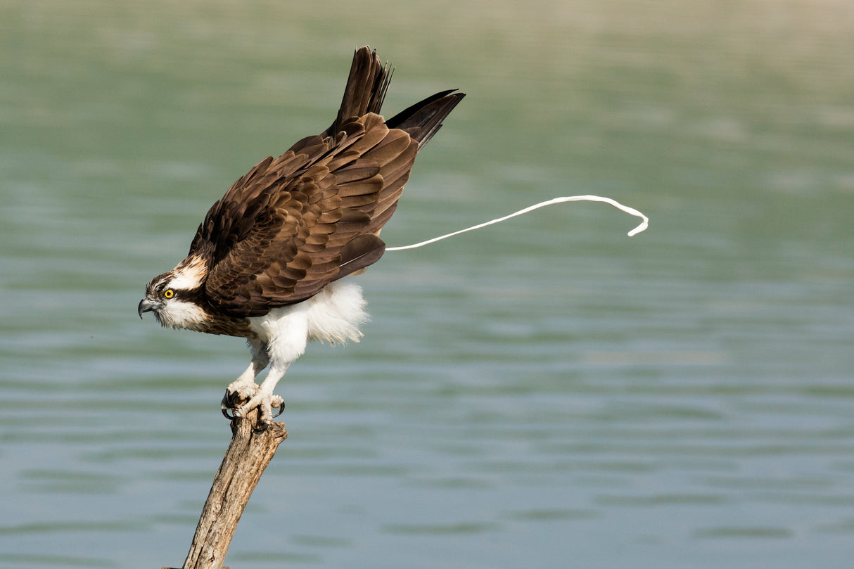 Osprey Poster och Canvastavla