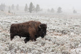 Late Fall Yellowstone Poster och Canvastavla