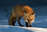 Red Fox Poster och Canvastavla