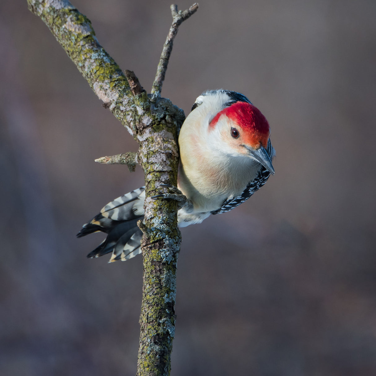 Male Red Bellied Woodpecker Poster och Canvastavla