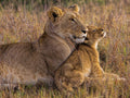 Baby Lion with Mother Poster och Canvastavla