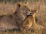 Baby Lion with Mother Poster och Canvastavla