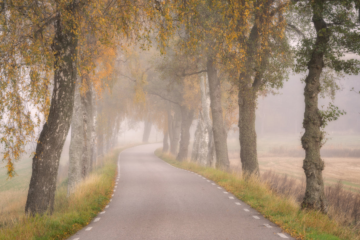 Falling Leaves Poster och Canvastavla