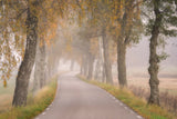 Falling Leaves Poster och Canvastavla