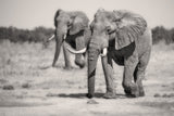 Twin Elephants Poster och Canvastavla
