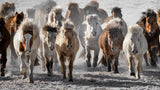 Mad Horses Poster och Canvastavla