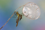 Flying in the sky with the little balloon Poster och Canvastavla