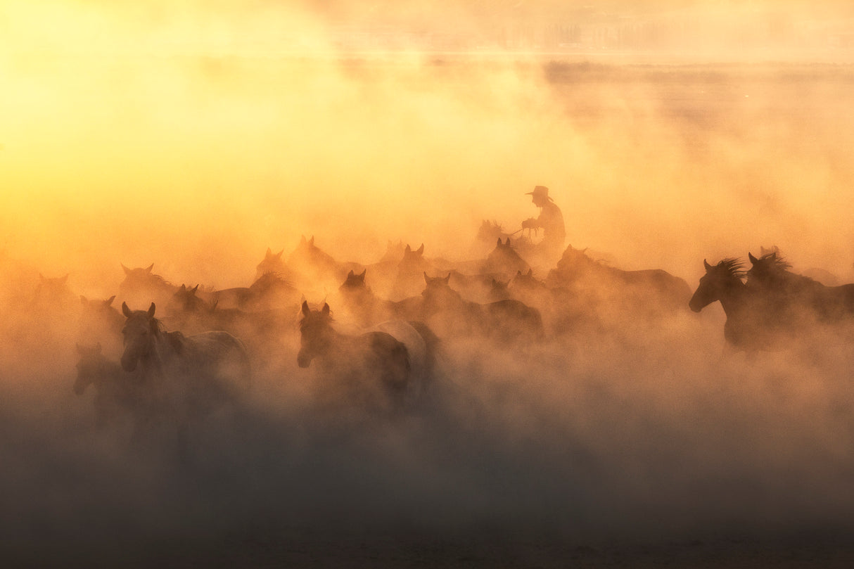Yılkı Horses Poster och Canvastavla