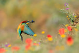 Spring colors Poster och Canvastavla