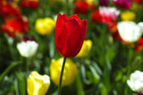 colorful tulips Poster och Canvastavla