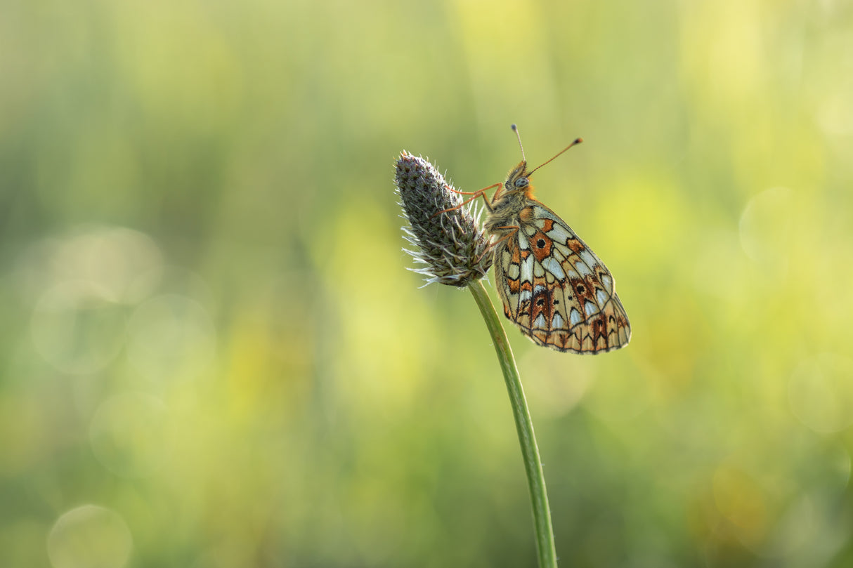 Boloria selene Poster och Canvastavla