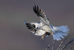 White Tailed Kite Poster och Canvastavla