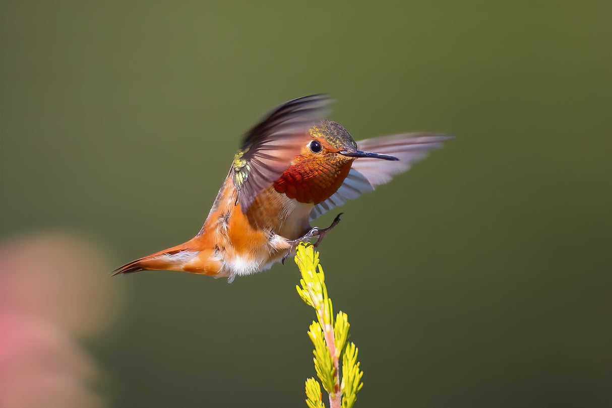 Hummingbird Poster och Canvastavla