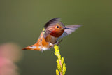 Hummingbird Poster och Canvastavla