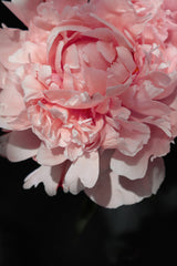 Blush peony V Poster och Canvastavla