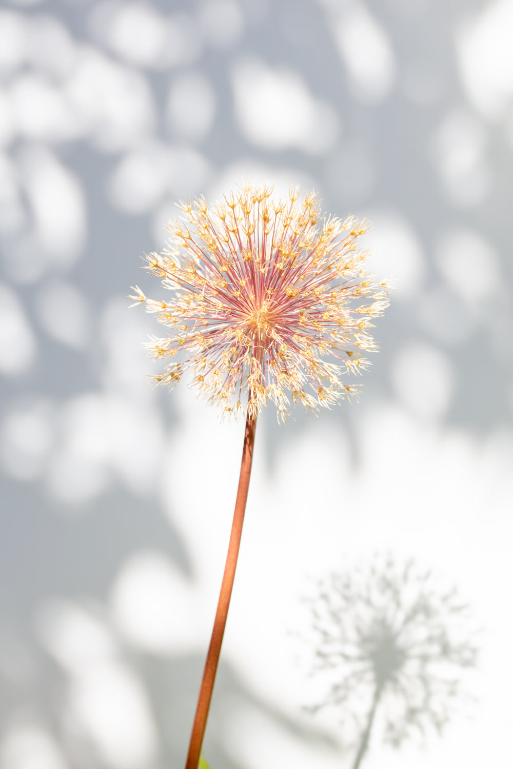 Withered flower, seed house_2 Poster och Canvastavla