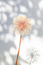 Withered flower, seed house_2 Poster och Canvastavla