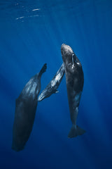 Sperm whale family Poster och Canvastavla