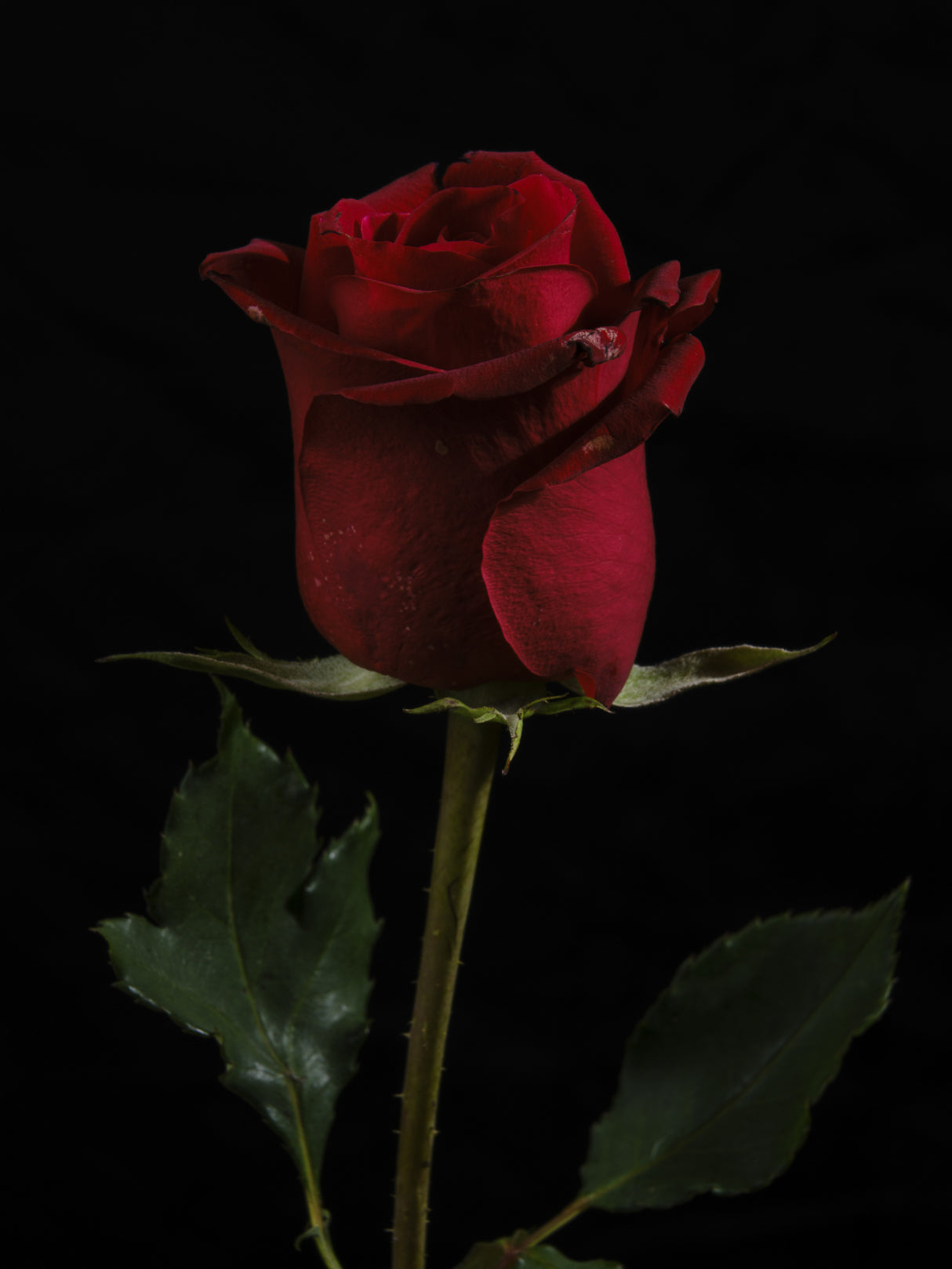 a beautiful red rose Poster och Canvastavla