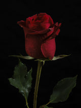 a beautiful red rose Poster och Canvastavla
