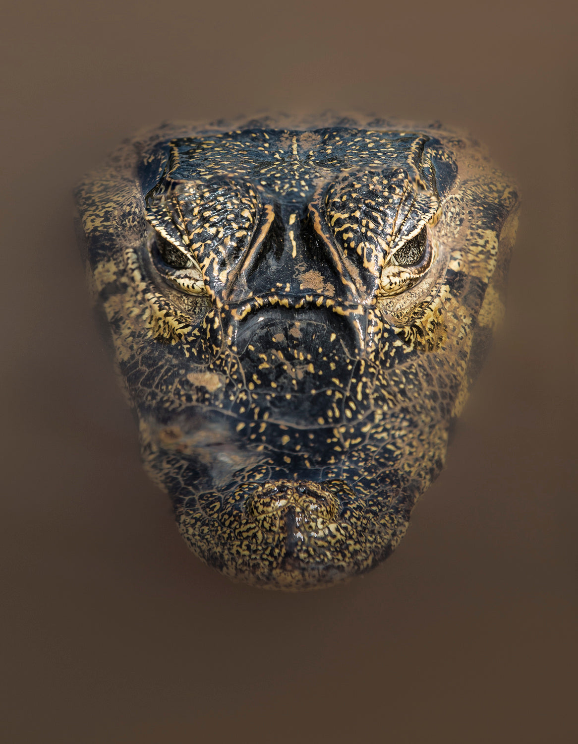 Mud mask Poster och Canvastavla