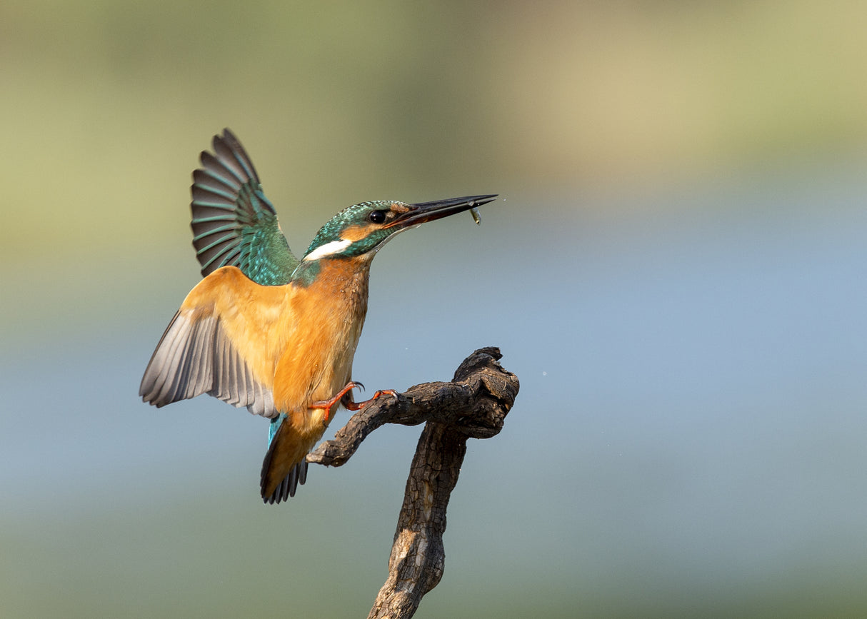 Common kingfisher Poster och Canvastavla