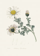 Mount Atlas Daisy (anthemis Pyrethrum) Medical Botany Poster och Canvastavla