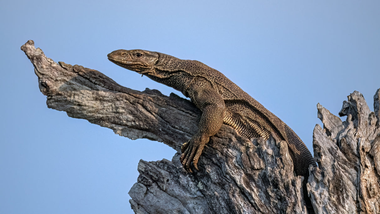 Land monitor lizard Poster och Canvastavla