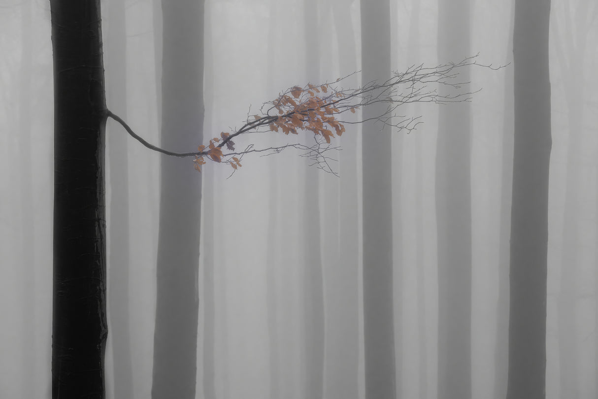 Autumn branch Poster och Canvastavla