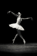 Swan Grace Poster och Canvastavla
