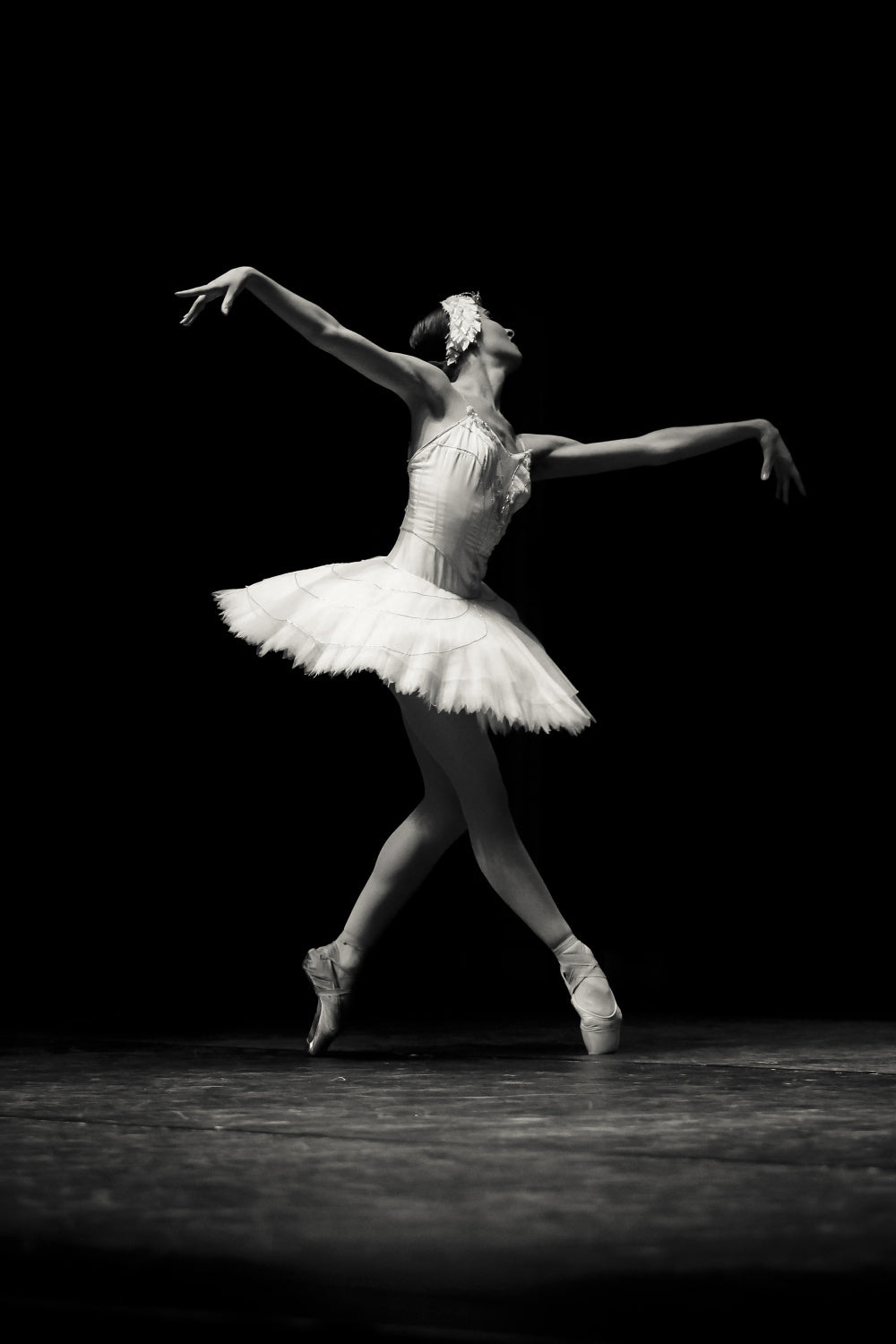 Swan Grace Poster och Canvastavla