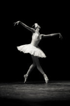 Swan Grace Poster och Canvastavla