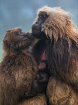 Family Poster och Canvastavla