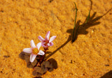 Desert Flower Poster och Canvastavla