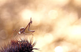 Walking on thorns... Poster och Canvastavla