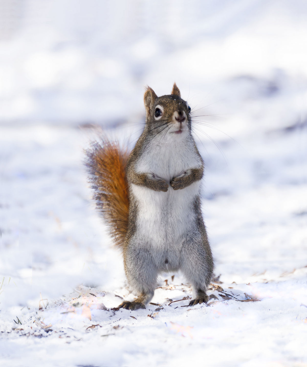A curious red squirrel Poster och Canvastavla