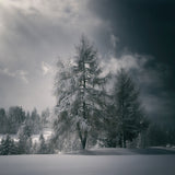 after the snow fall Poster och Canvastavla