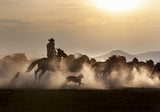 Noble Horses Poster och Canvastavla