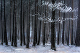 The trees has horns Poster och Canvastavla
