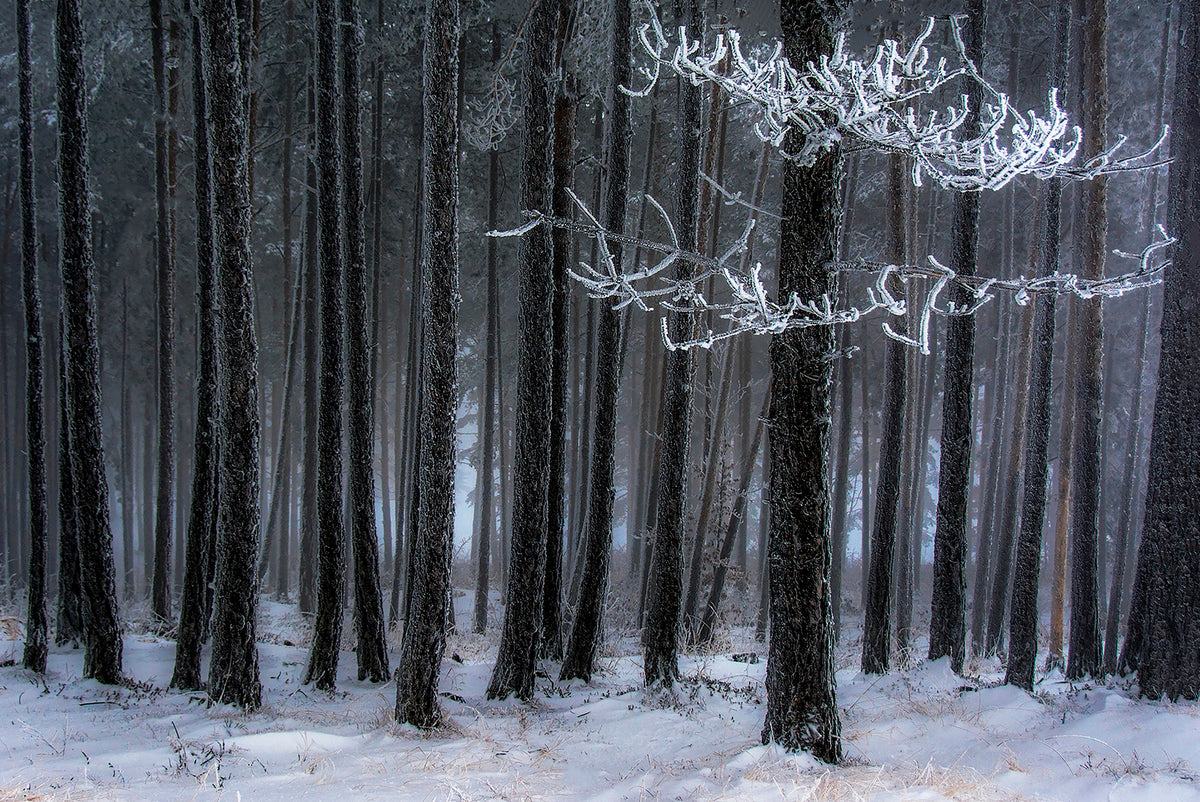 The trees has horns Poster och Canvastavla