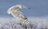 Snowy Owl Poster och Canvastavla