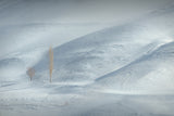 Snow and tree Poster och Canvastavla