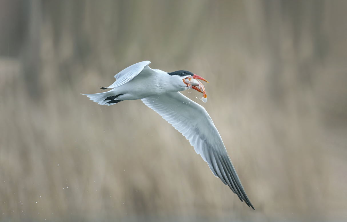 Tern Poster och Canvastavla