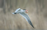 Tern Poster och Canvastavla