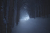 A WINTER NIGHT IN THE FOREST Poster och Canvastavla