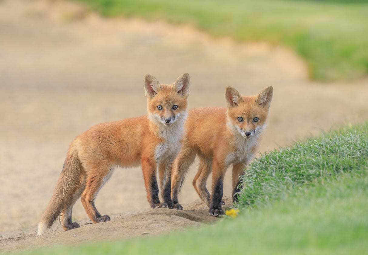 Red Fox Brothers Poster och Canvastavla